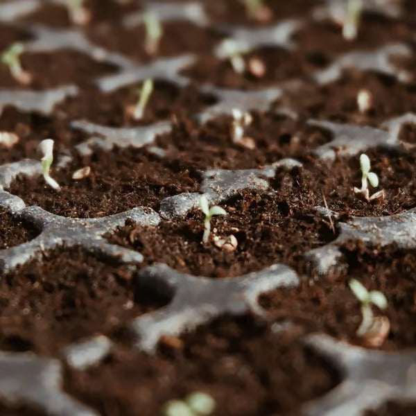 đ„„Premium Organic Coconut Coir Bricks for Plants